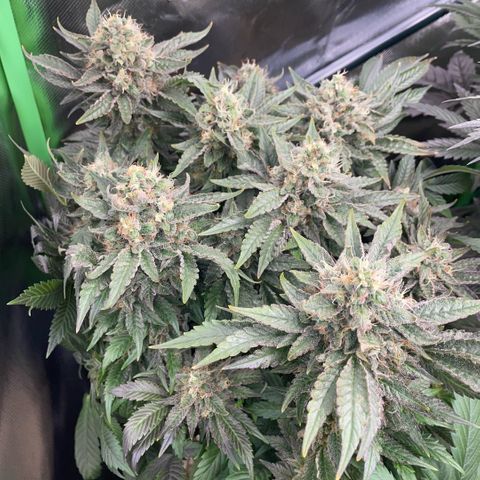 Big Bud by KilliczGe growlog timeline photo