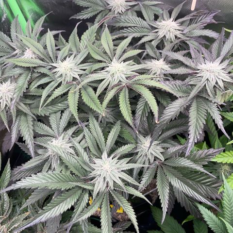 Dante’s Inferno - Mile High Dave by KilliczGe growlog timeline photo