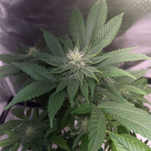 Big Bud 1 Klon 1 by KilliczGe growlog timeline photo