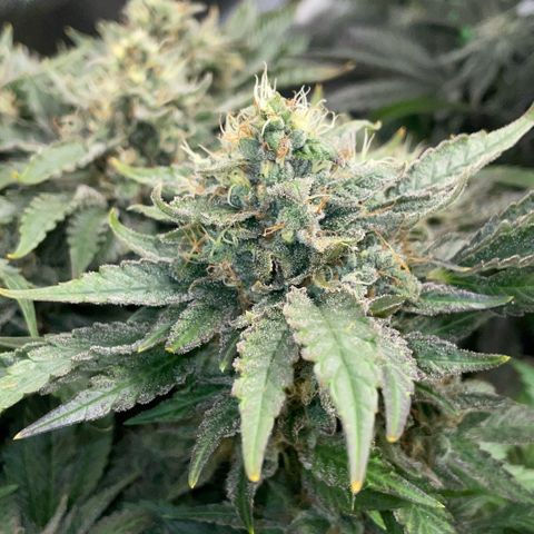 Big Bud by KilliczGe growlog timeline photo