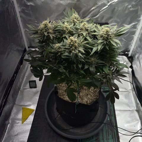 Big Bud by KilliczGe growlog timeline photo