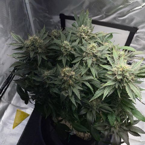 Big Bud by KilliczGe growlog timeline photo