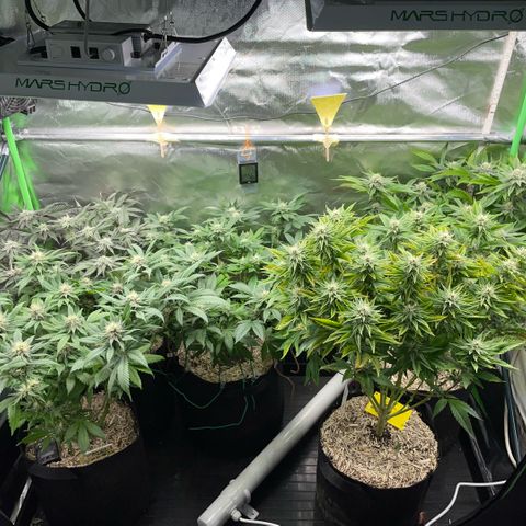 Dante’s Inferno - Mile High Dave by KilliczGe growlog timeline photo