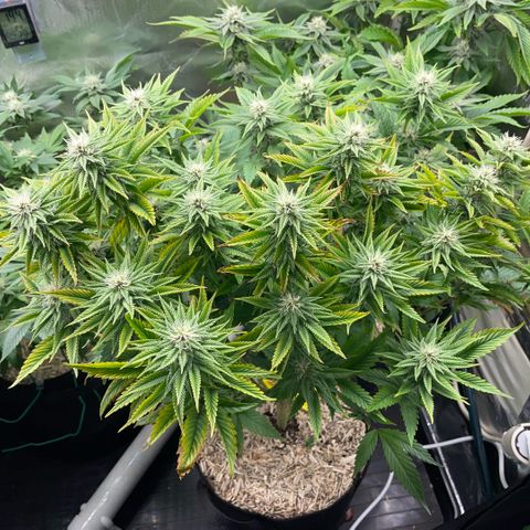 Tangerine Dream Clon #1 by KilliczGe growlog timeline photo