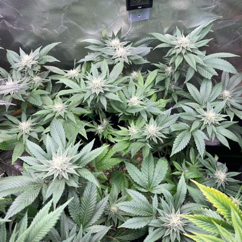 Big Bud 1 Klon 1 by KilliczGe growlog timeline photo