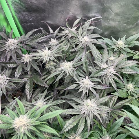 Dante’s Inferno - Mile High Dave by KilliczGe growlog timeline photo