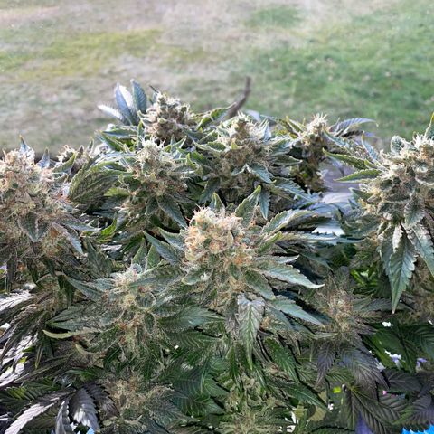 Big Bud by KilliczGe growlog timeline photo