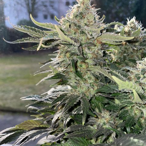 Big Bud by KilliczGe growlog timeline photo