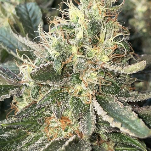 Big Bud by KilliczGe growlog timeline photo