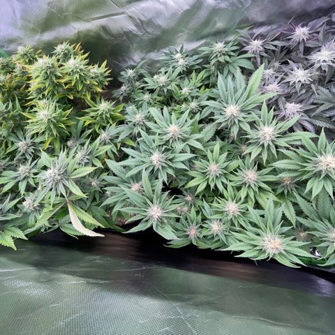 Dante’s Inferno - Mile High Dave by KilliczGe growlog timeline photo