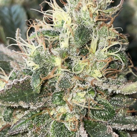 Big Bud by KilliczGe growlog timeline photo