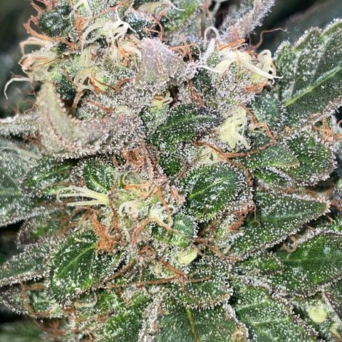 Big Bud by KilliczGe growlog timeline photo