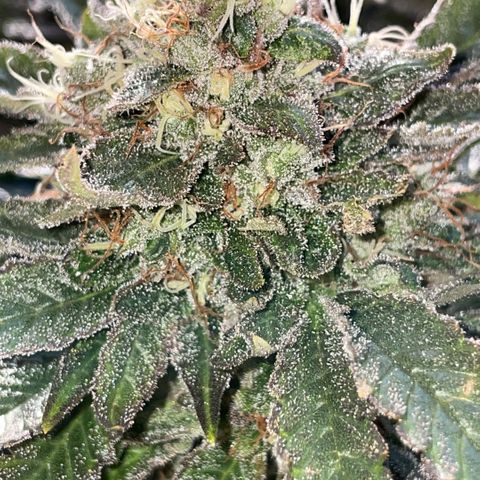 Big Bud by KilliczGe growlog timeline photo