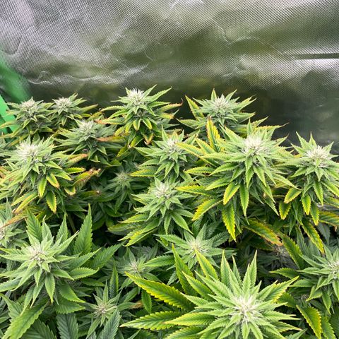 Tangerine Dream Clon #1 by KilliczGe growlog timeline photo