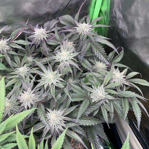 Dante’s Inferno - Mile High Dave by KilliczGe growlog timeline photo