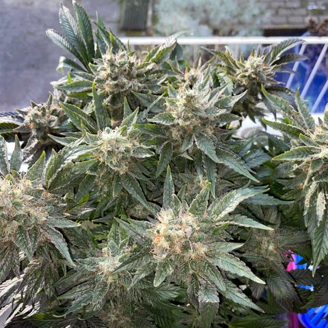 Big Bud by KilliczGe growlog timeline photo