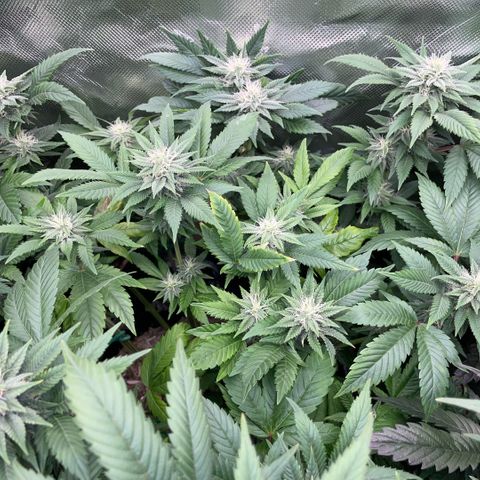 Big Bud 1 Klon 1 by KilliczGe growlog timeline photo