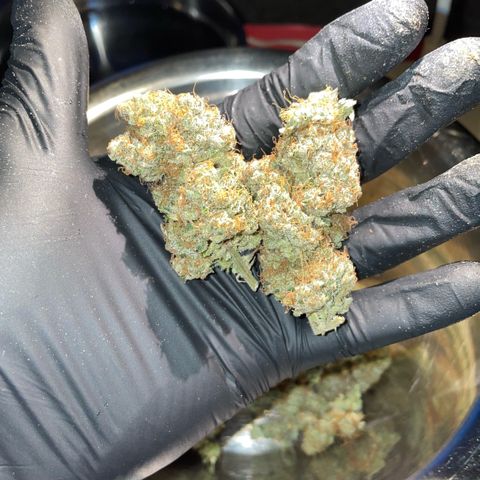 Purple Zkittlez #2 by KilliczGe growlog timeline photo