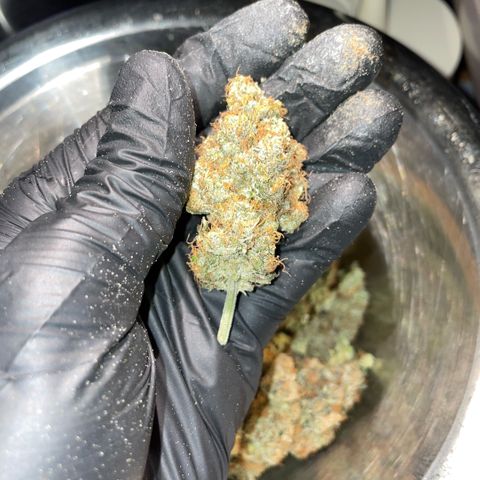 Purple Zkittlez #2 by KilliczGe growlog timeline photo