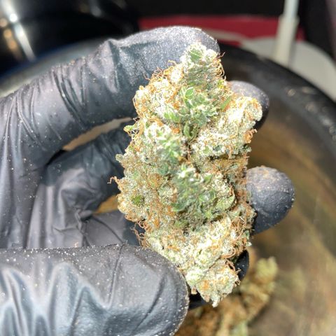 Purple Zkittlez #2 by KilliczGe growlog timeline photo