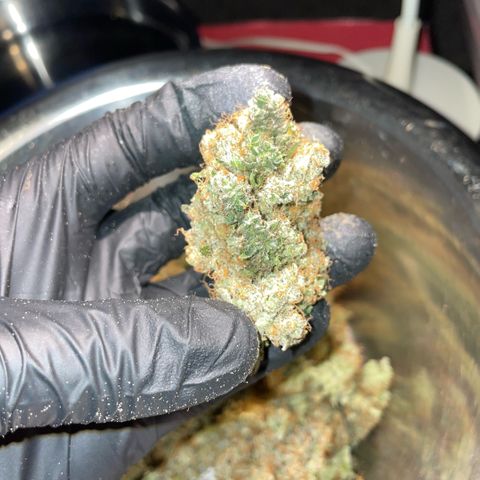 Purple Zkittlez #2 by KilliczGe growlog timeline photo