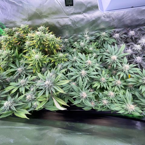 Dante’s Inferno - Mile High Dave by KilliczGe growlog timeline photo