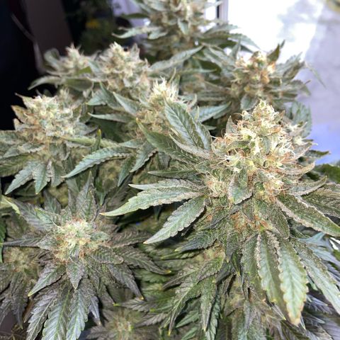 Big Bud by KilliczGe growlog timeline photo