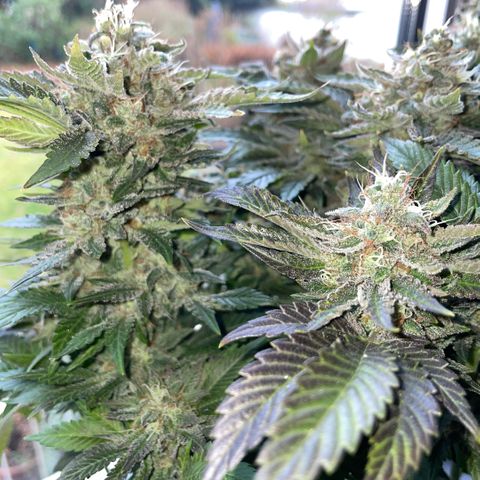 Big Bud by KilliczGe growlog timeline photo
