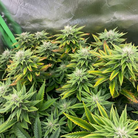 Tangerine Dream Clon #1 by KilliczGe growlog timeline photo