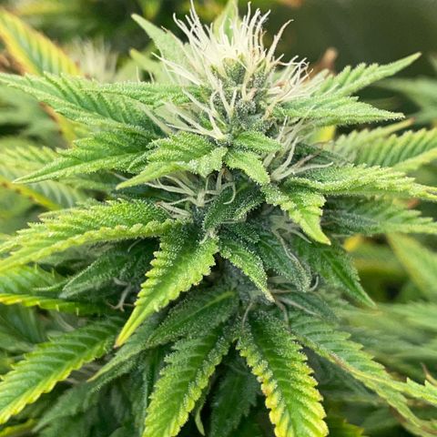Tangerine Dream Clon #1 by KilliczGe growlog timeline photo