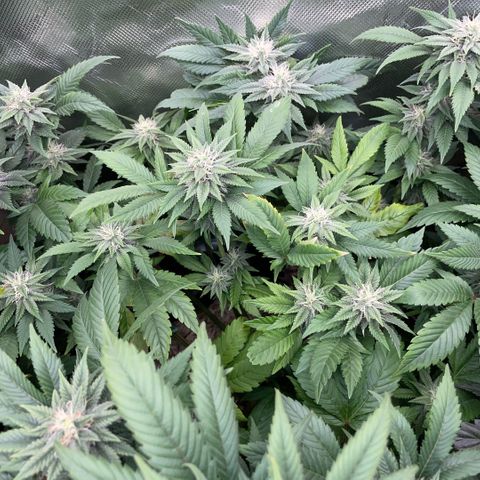 Big Bud 1 Klon 1 by KilliczGe growlog timeline photo