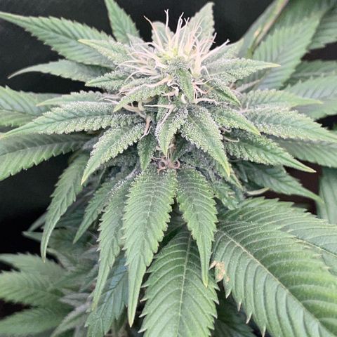 Big Bud 1 Klon 1 by KilliczGe growlog timeline photo
