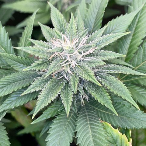 Big Bud 1 Klon 1 by KilliczGe growlog timeline photo