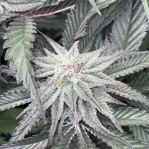 Dante’s Inferno - Mile High Dave by KilliczGe growlog timeline photo