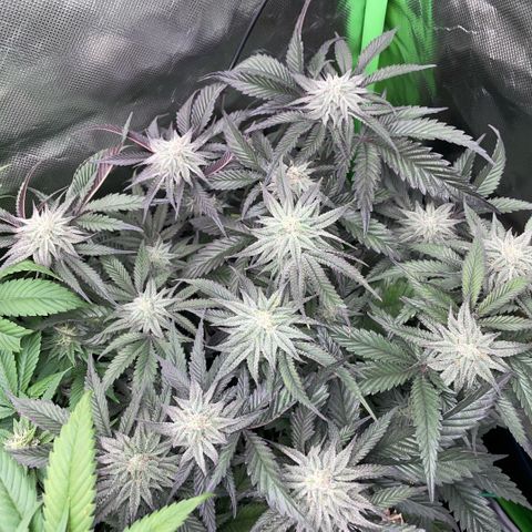 Dante’s Inferno - Mile High Dave by KilliczGe growlog timeline photo