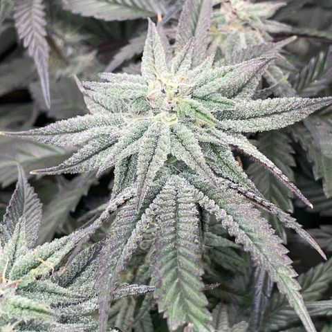 Dante’s Inferno - Mile High Dave by KilliczGe growlog timeline photo