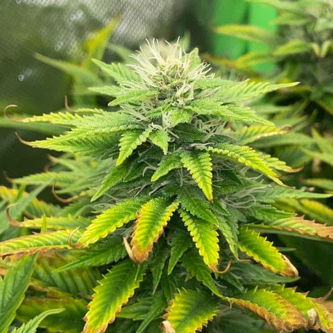 Tangerine Dream Clon #1 by KilliczGe growlog timeline photo