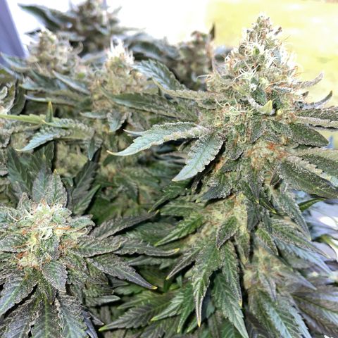 Big Bud by KilliczGe growlog timeline photo