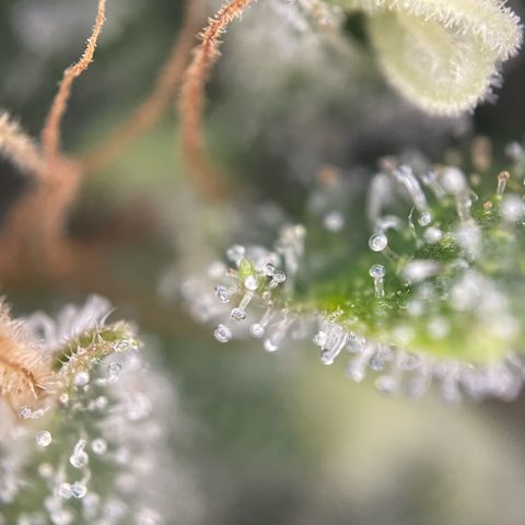 Big Bud by KilliczGe growlog timeline photo