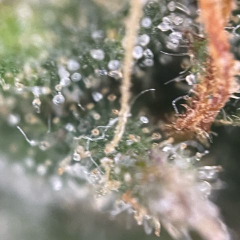 Big Bud by KilliczGe growlog timeline photo