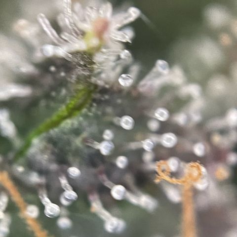 Big Bud by KilliczGe growlog timeline photo