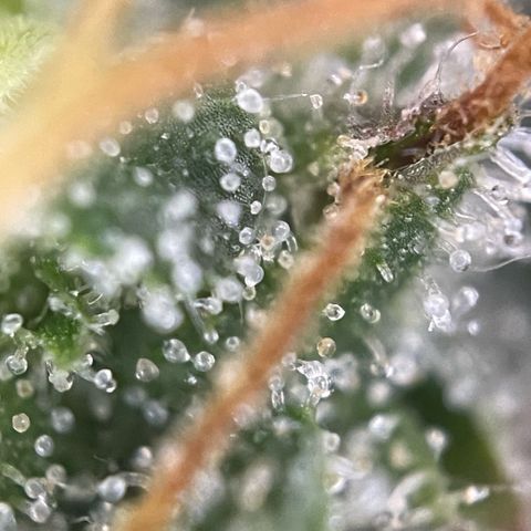 Big Bud by KilliczGe growlog timeline photo