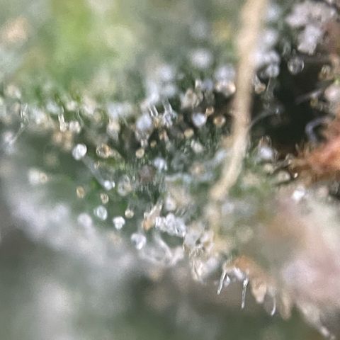 Big Bud by KilliczGe growlog timeline photo