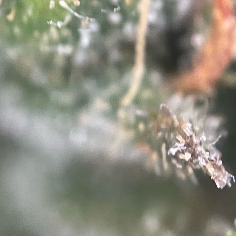 Big Bud by KilliczGe growlog timeline photo