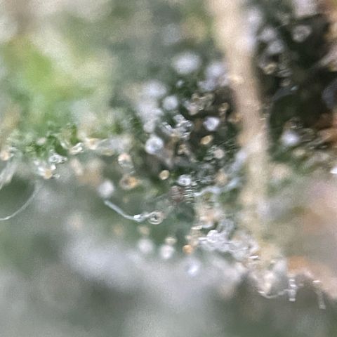 Big Bud by KilliczGe growlog timeline photo