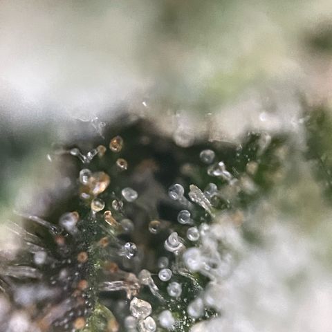 Big Bud by KilliczGe growlog timeline photo