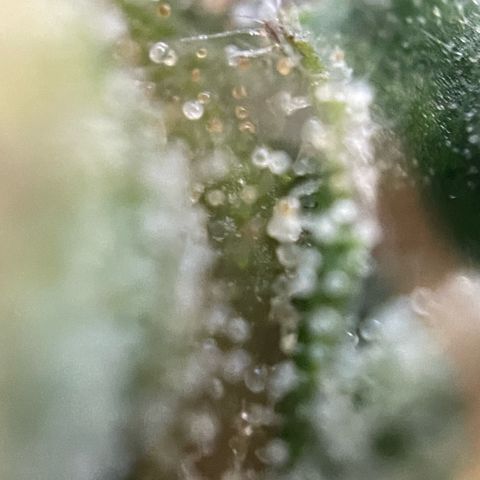 Big Bud by KilliczGe growlog timeline photo