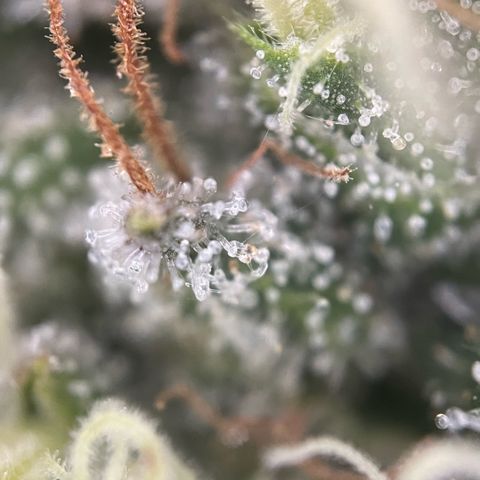 Big Bud by KilliczGe growlog timeline photo