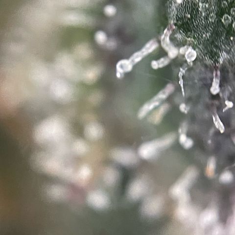 Big Bud by KilliczGe growlog timeline photo