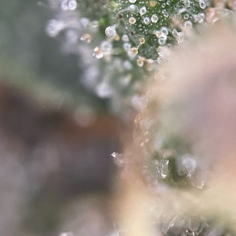 Big Bud by KilliczGe growlog timeline photo